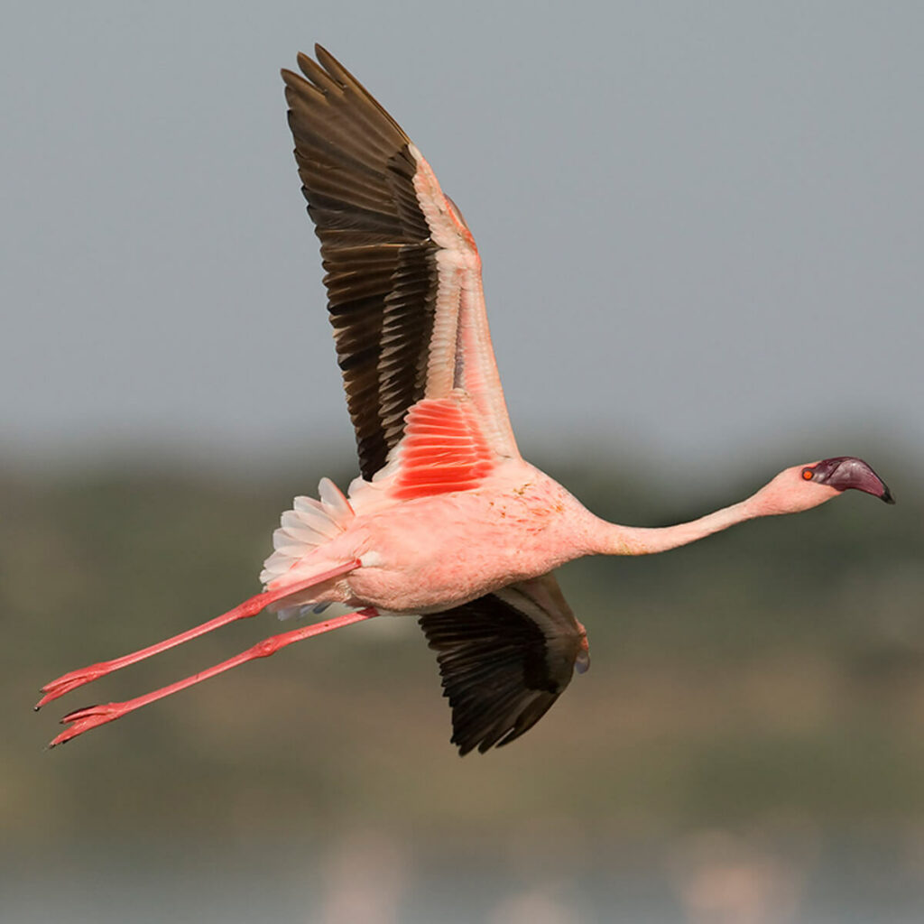 de_kleine_flamingo_GaiaZOO