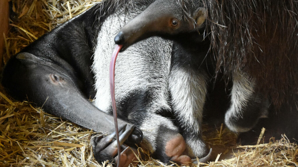 lange tong van de reuzenmiereneter in GaiaZOO