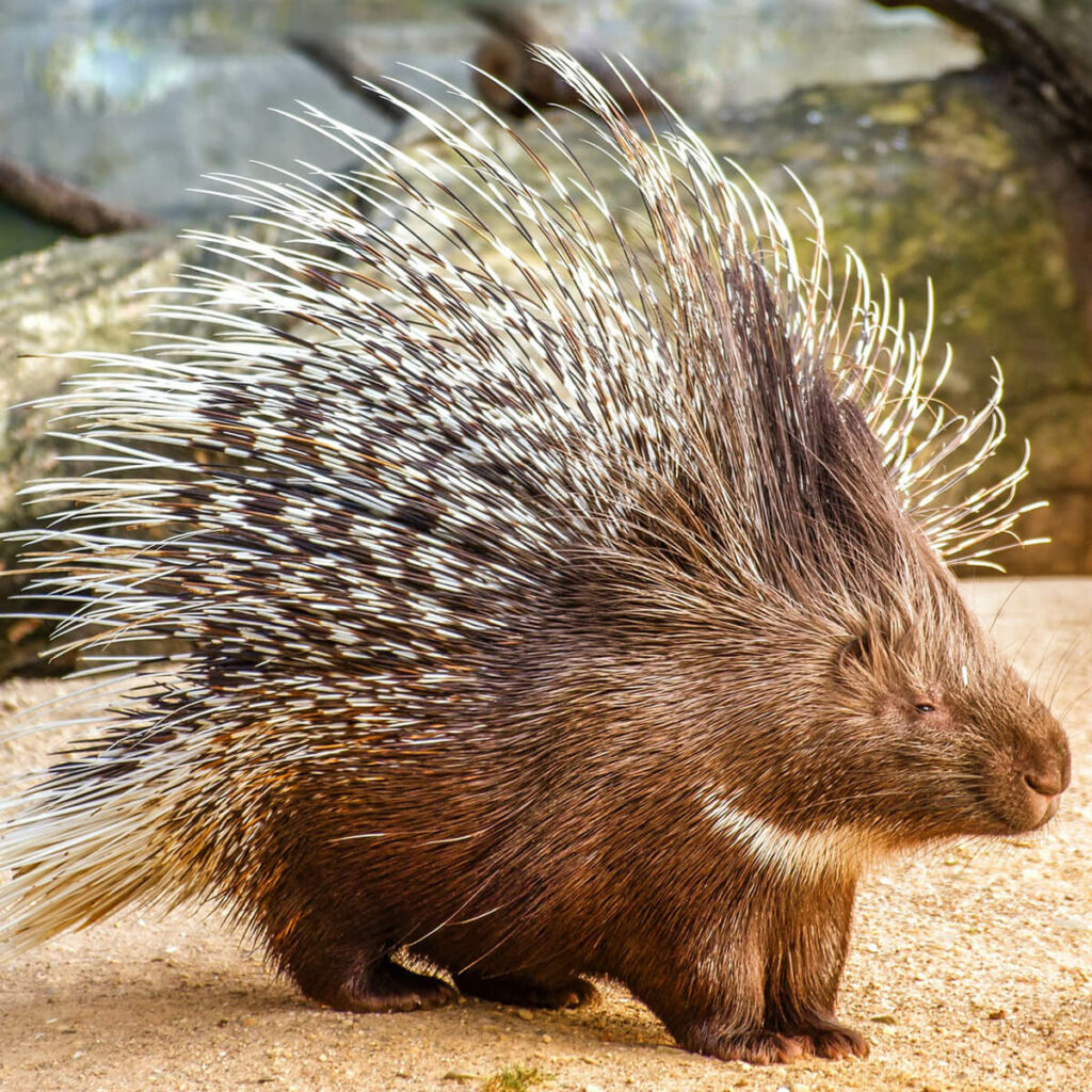 stekelvarken in GaiaZOO