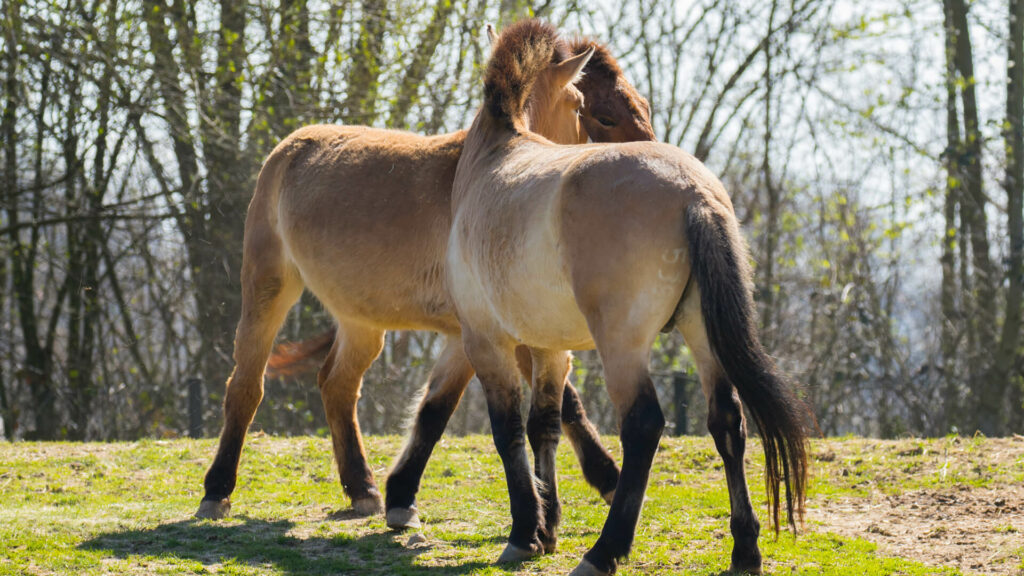 Twee Przewalskipaarden in GaiaZOO