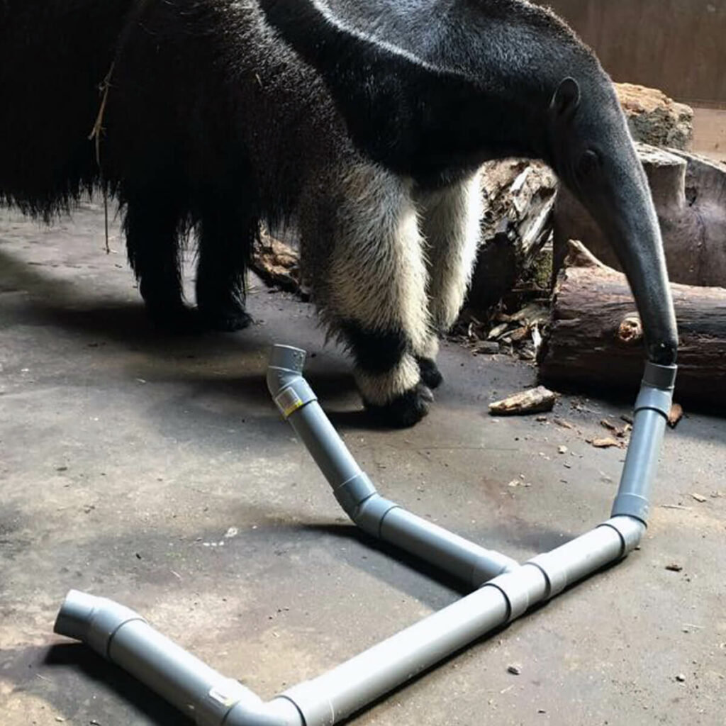 verrijking bij de reuzenmiereneter in GaiaZOO