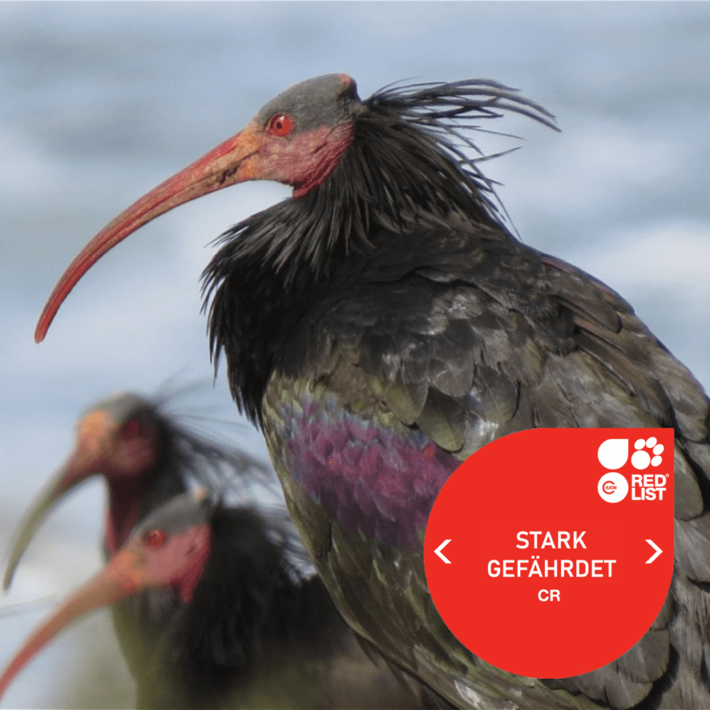 Waldrapp-Ibis - Stark gefährdet 