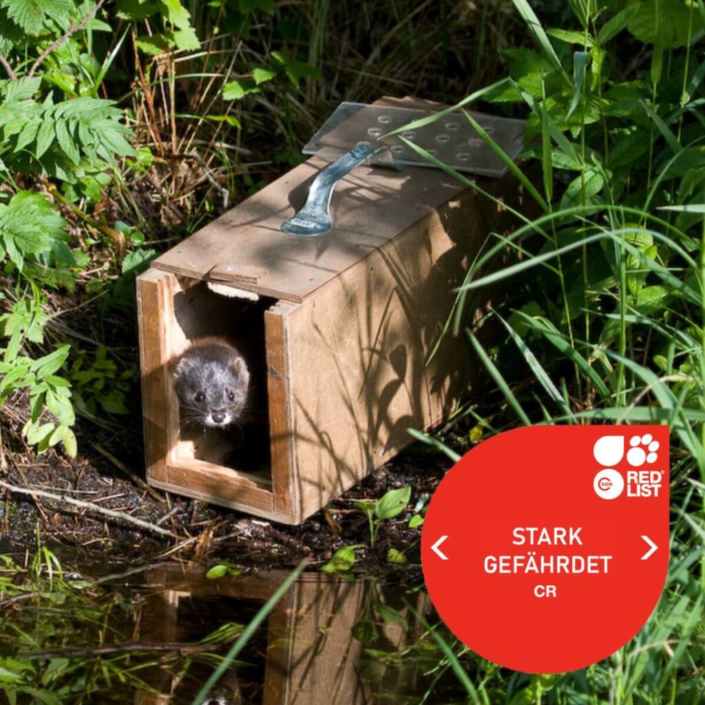 Nerts IUCN stark gefahrdet