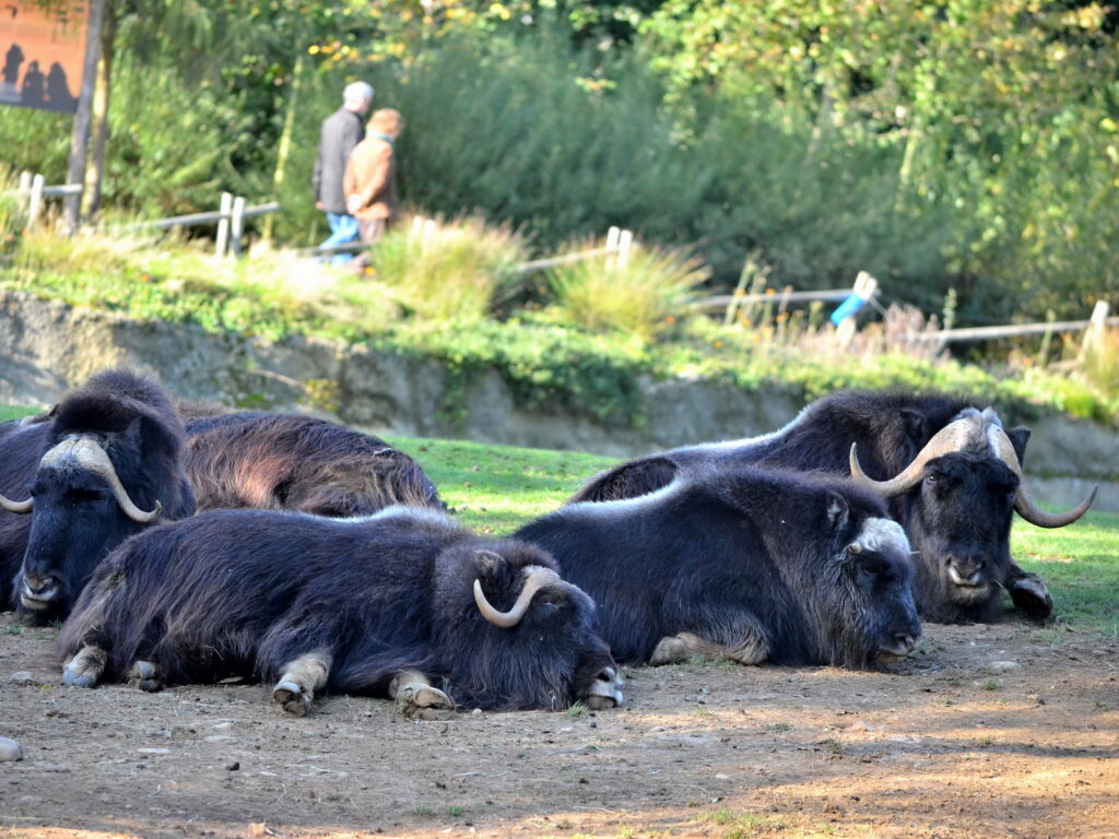 De eerste dieren in GaiaZOO