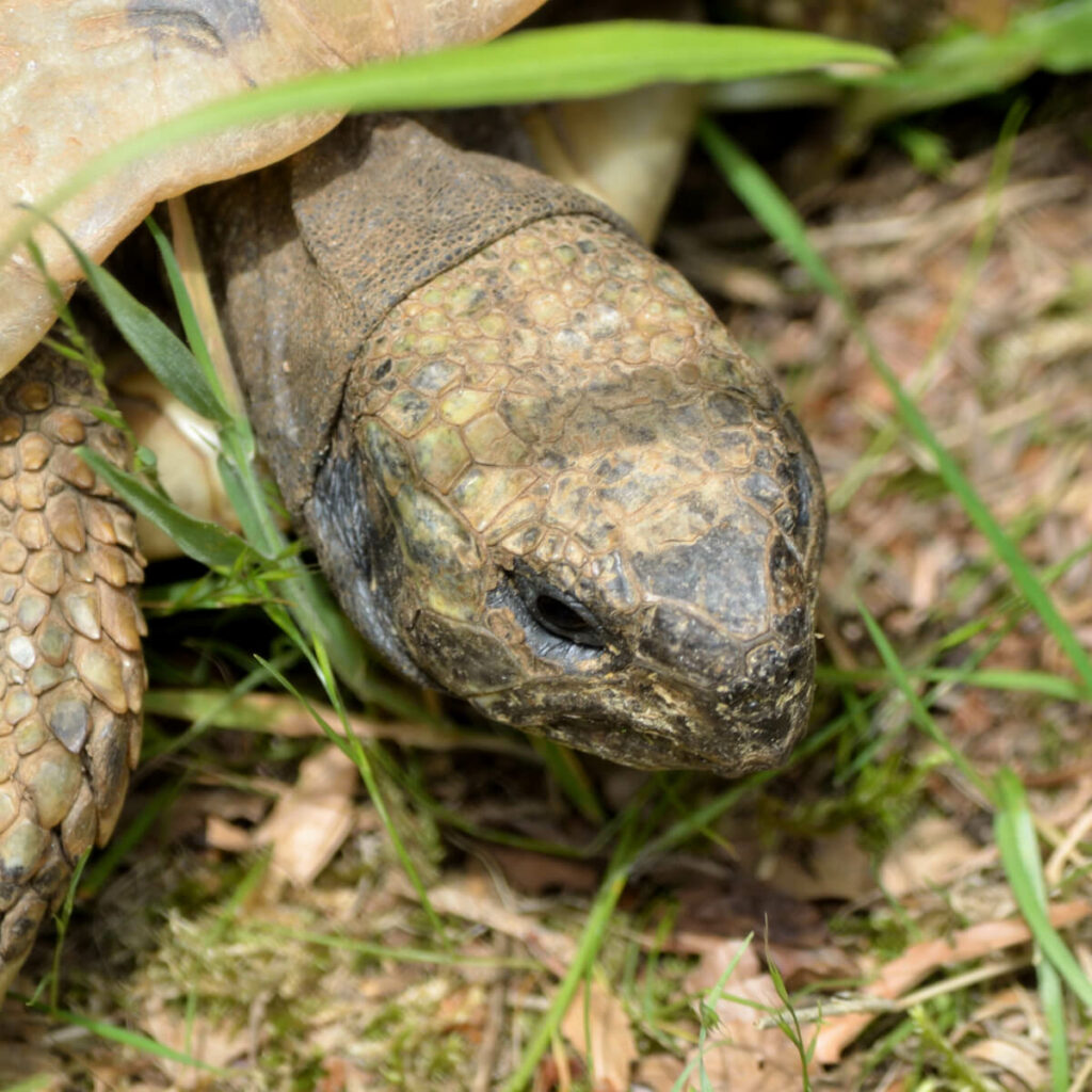 Adopteer de Griekse landschildpad  