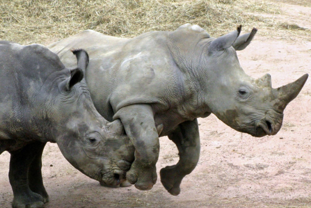 neushoorn