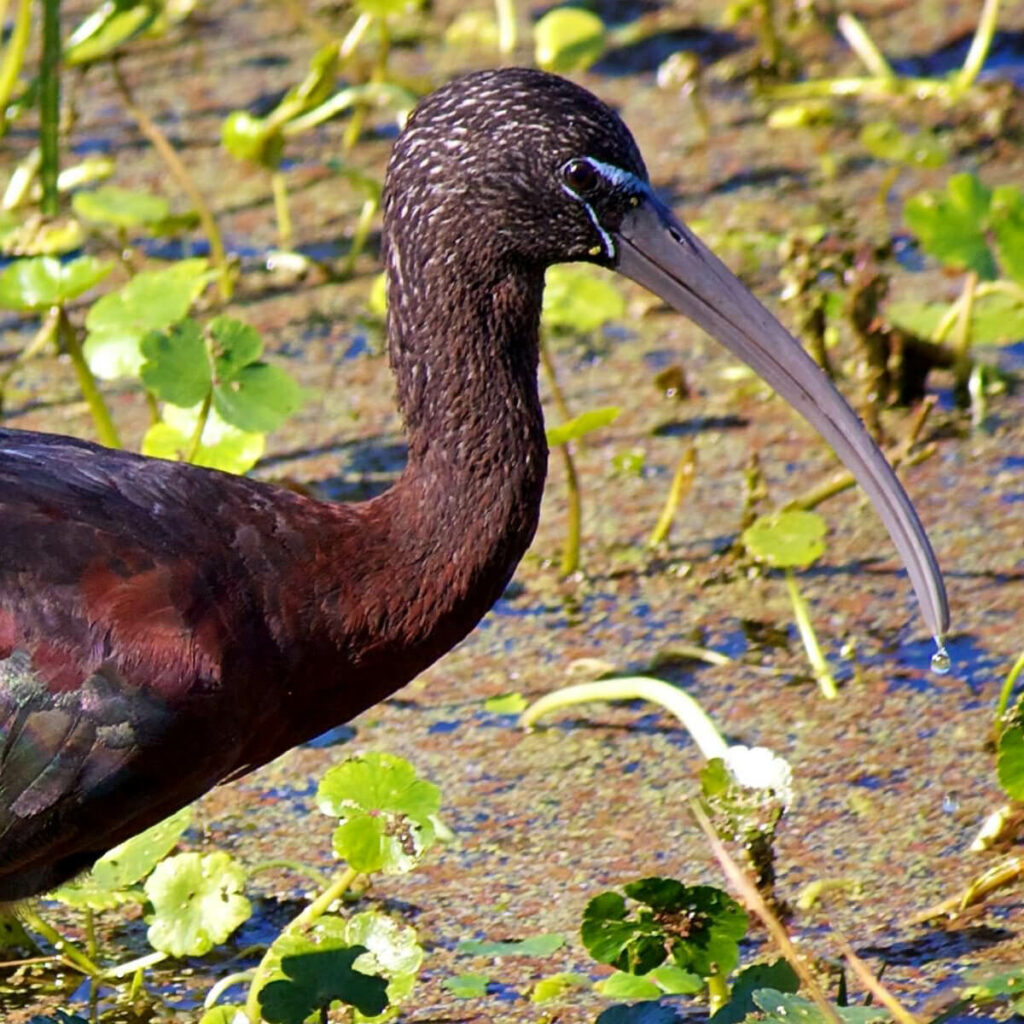 Adopteer de zwarte ibis 