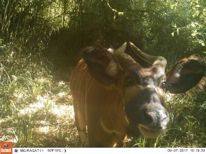 De invloed van het coronavirus op natuurbehoud
