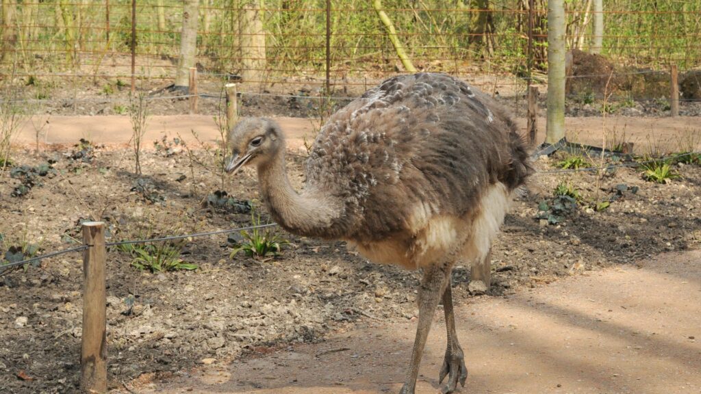 Loopvogel