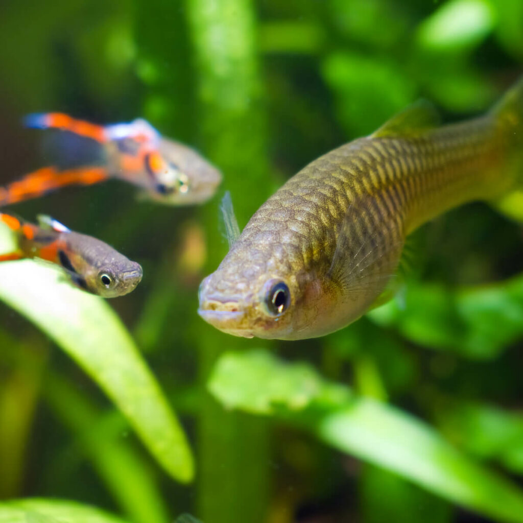 Adoptieren Sie Endlers Guppy 