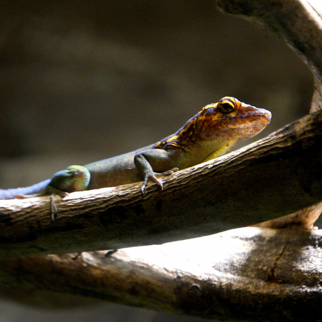 Adopteer de marmeranolis 