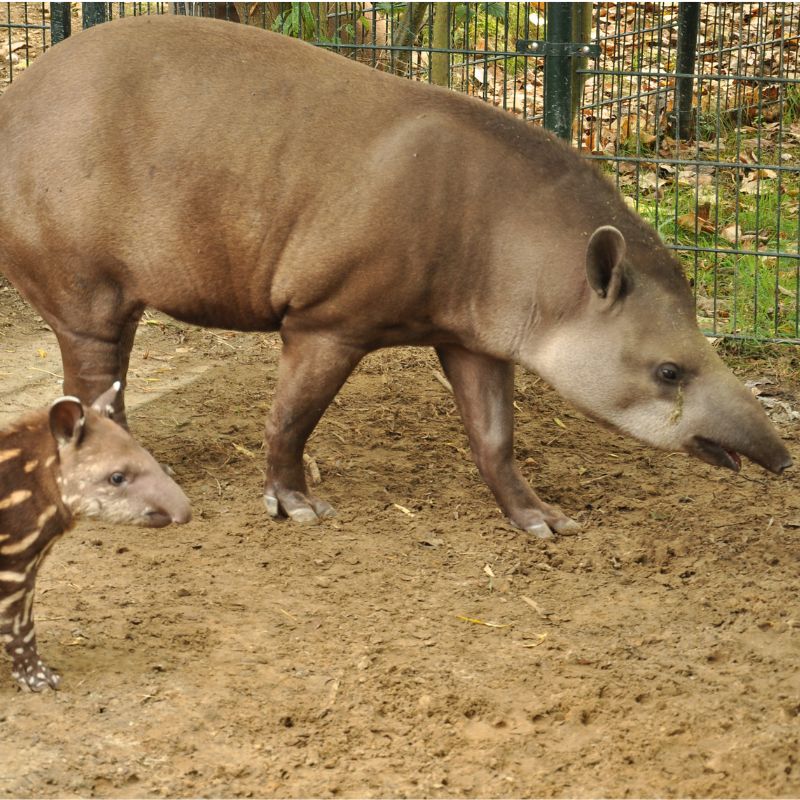 Adoptieren Sie den brasilianischen Tapir 