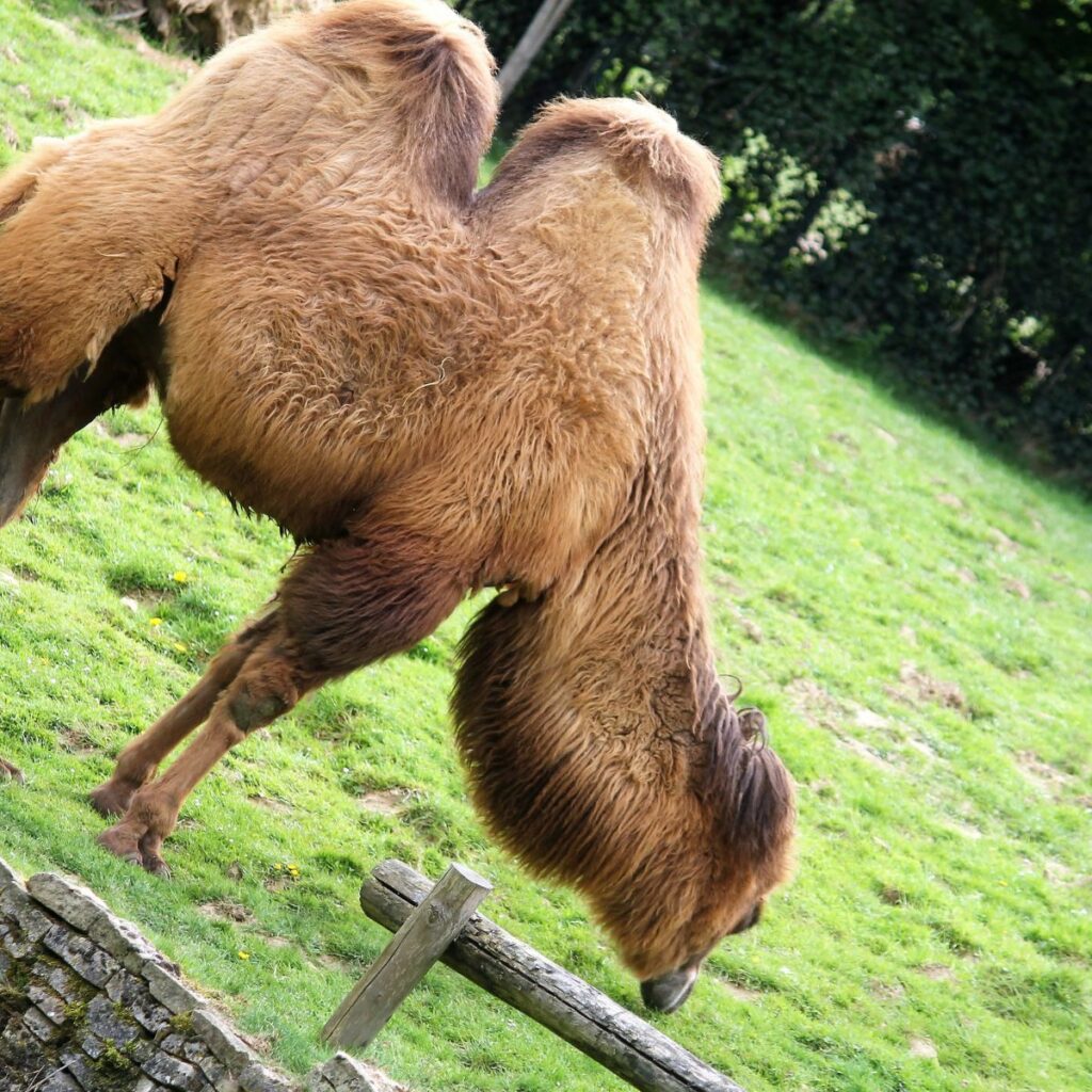 Nog maar 350 dieren...