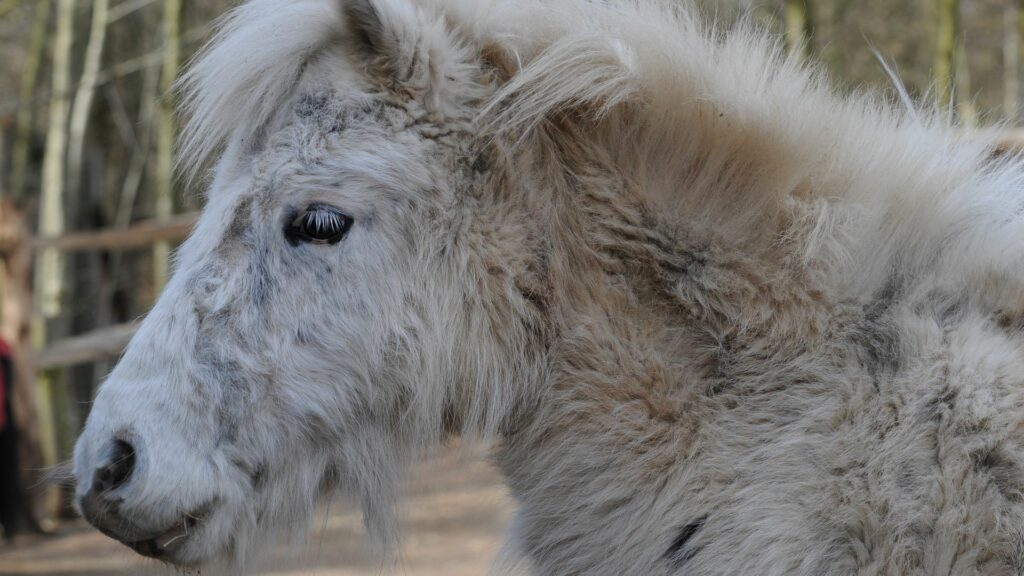 Schottisches Pony