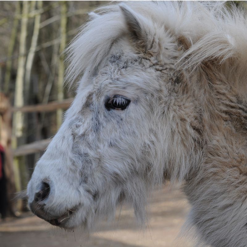 Adoptieren Sie das Shetlandpony 