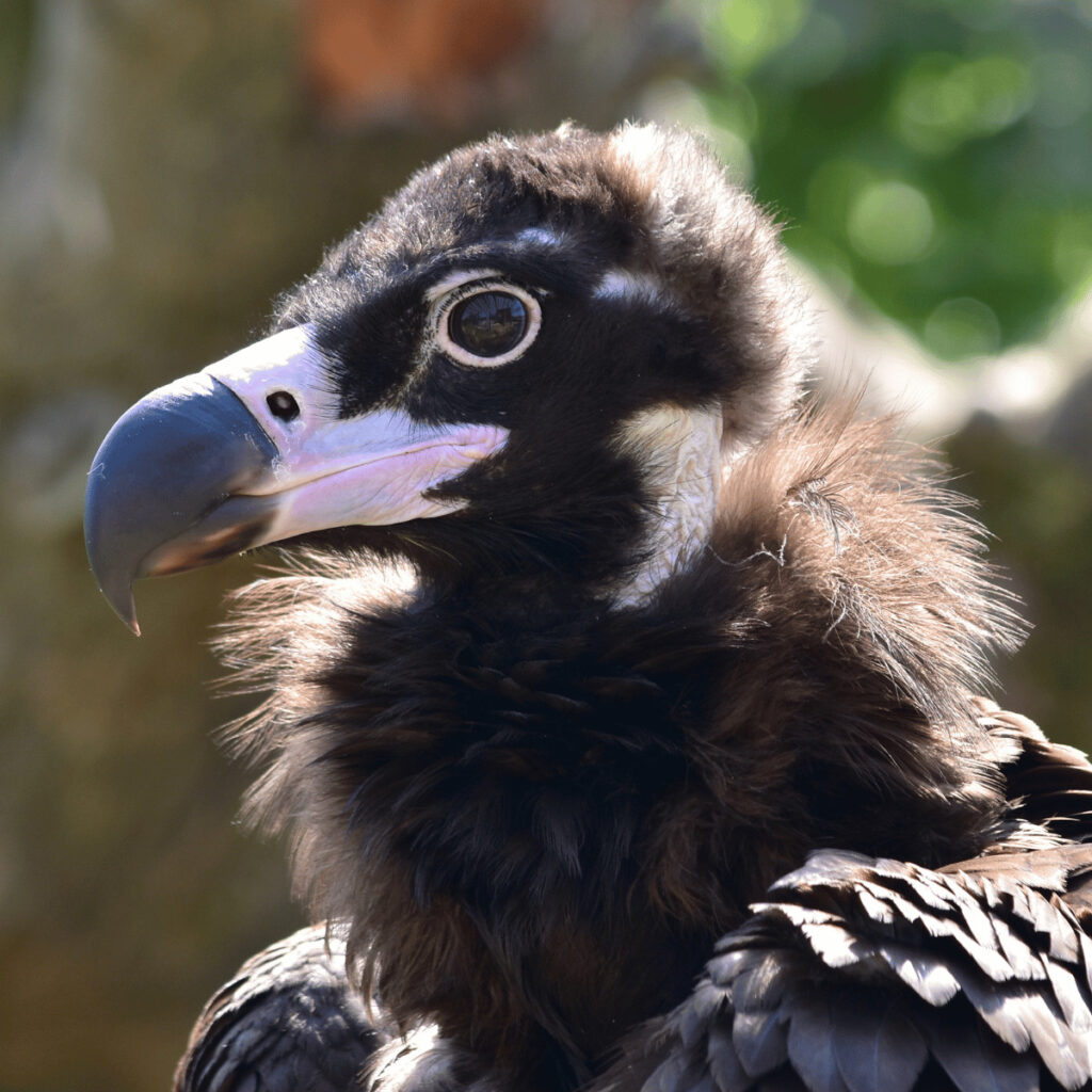 Adopteer de monniksgier 