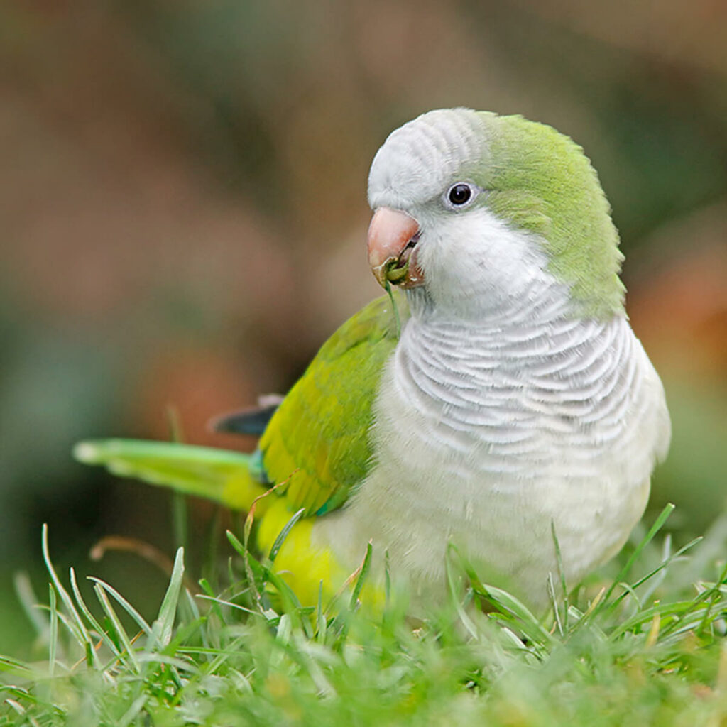 Adopteer de monniksparkiet 