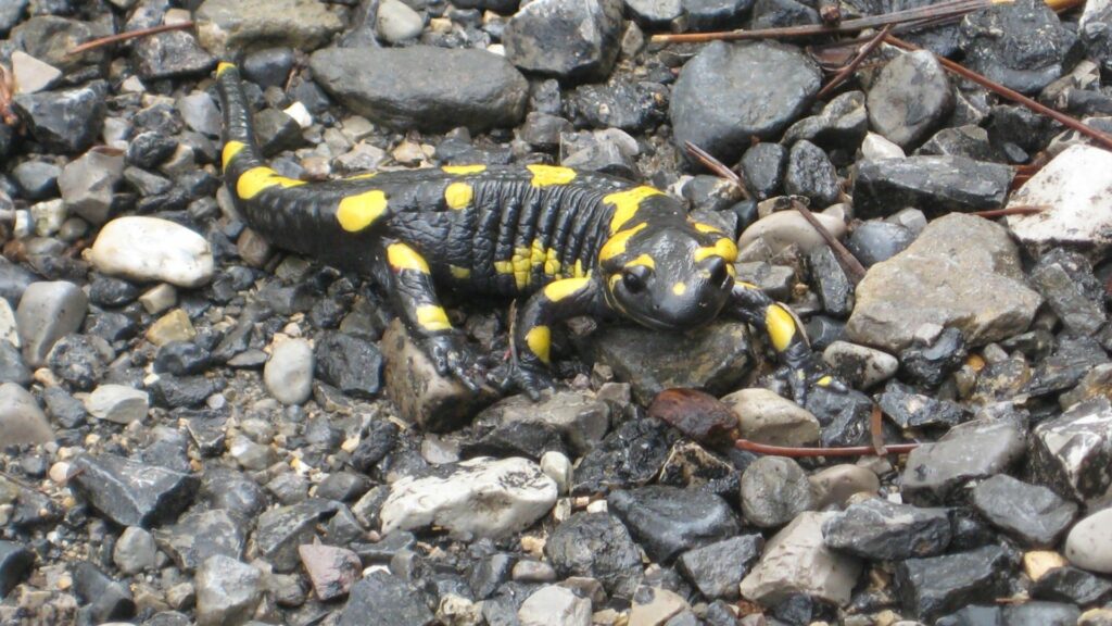 Adopteer de vuursalamander 