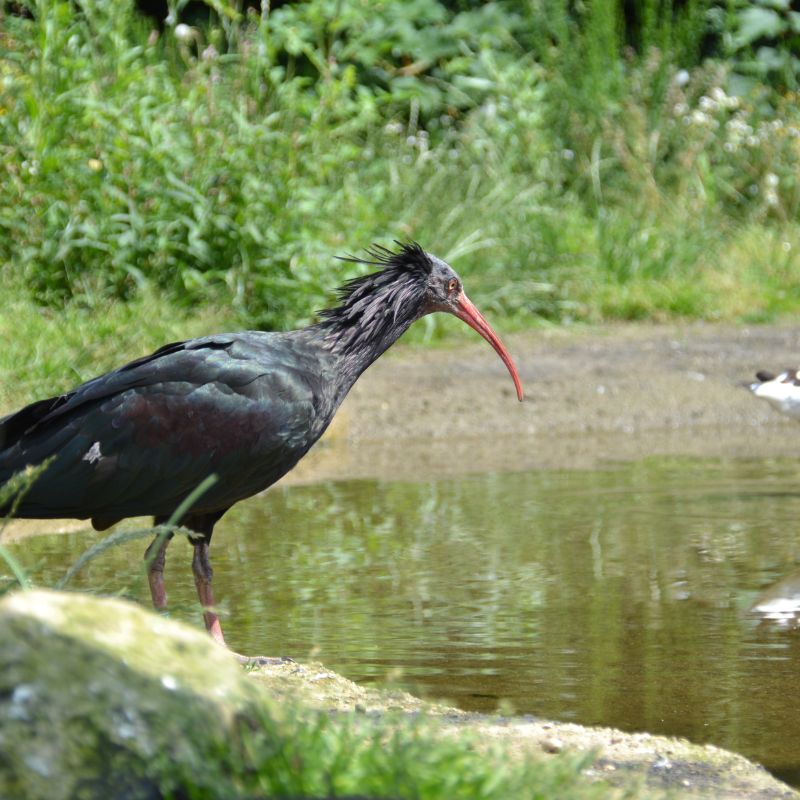 Adoptieren Sie den Waldrapp 