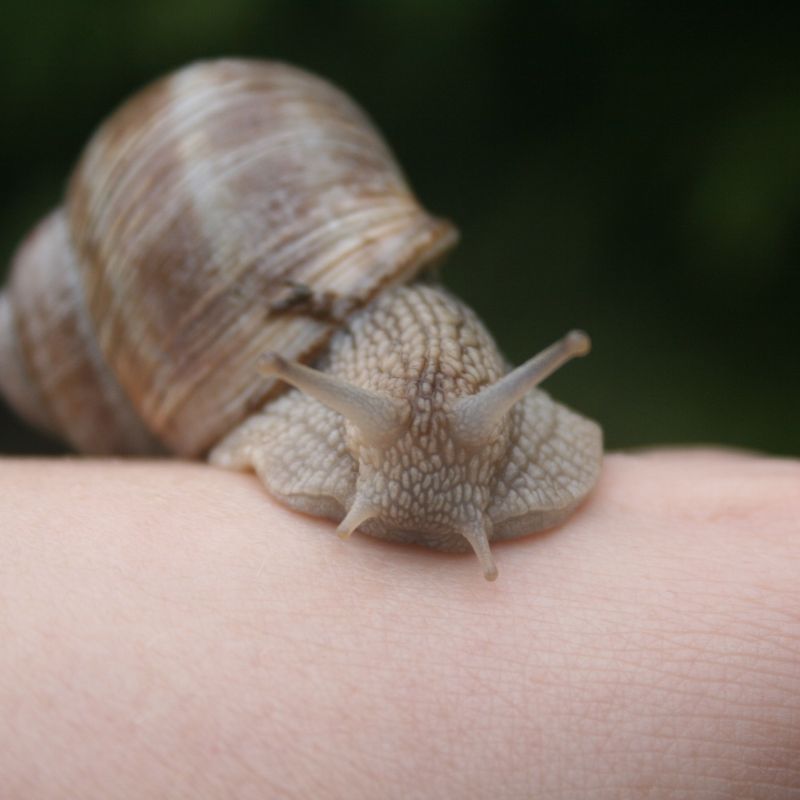 Adopteer de segrijnslak 