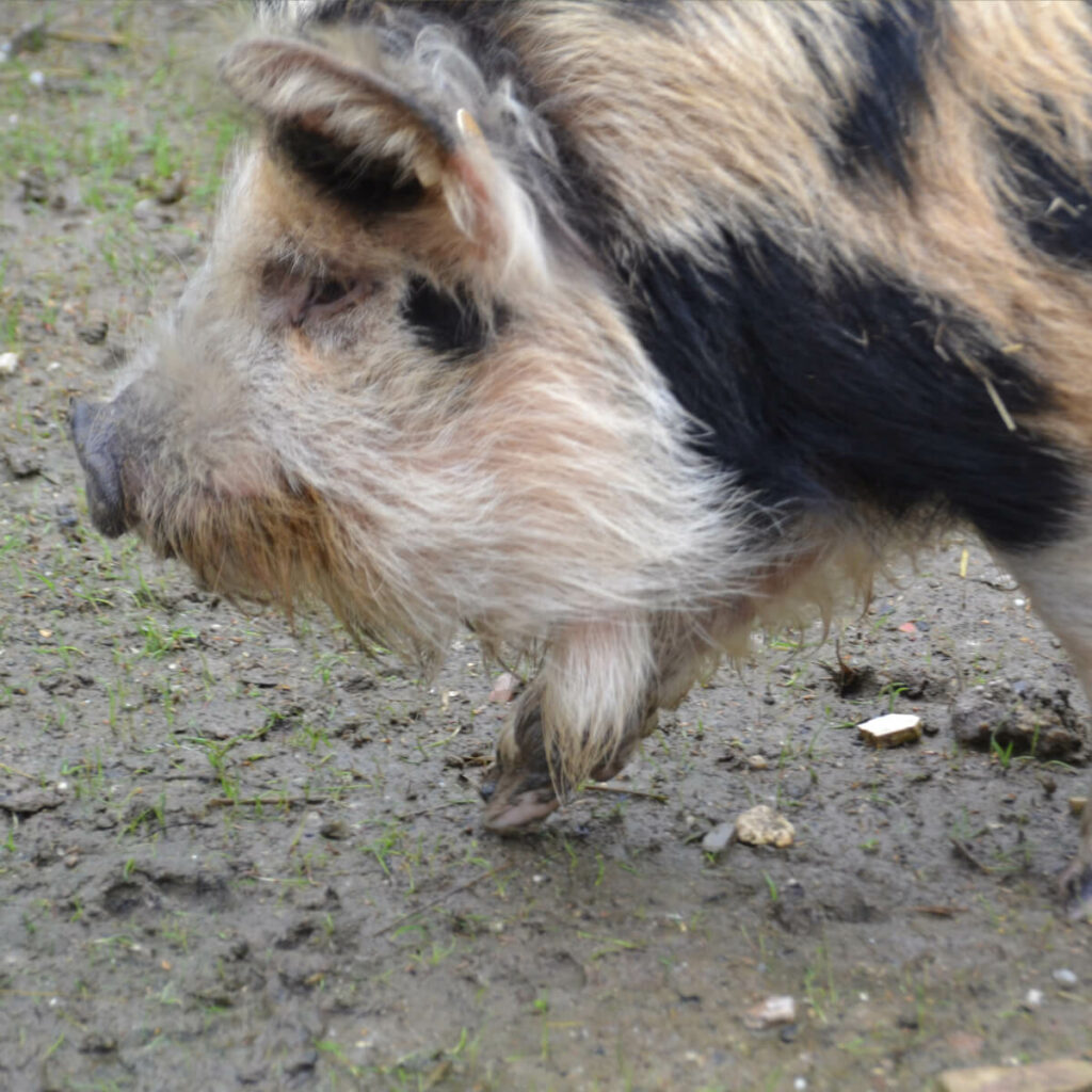 Adopteer het kunekune varken 