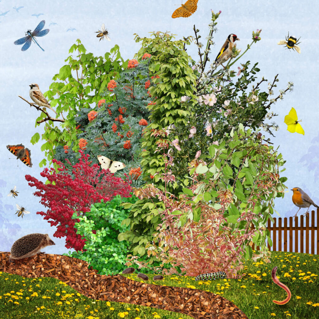 Tuiny Forest | IVN 