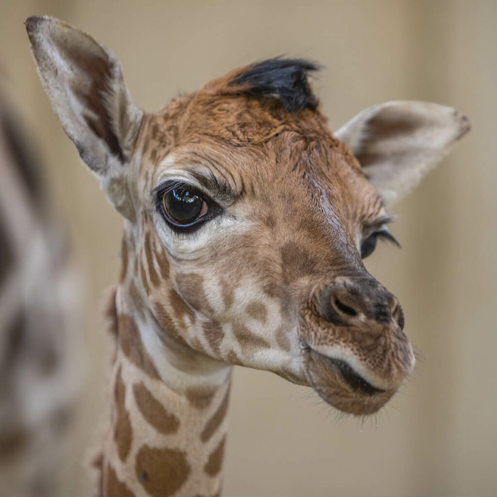 Jonge giraffe geboren in GaiaZOO november 2022