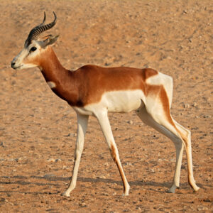 Mhorr-Gazelle