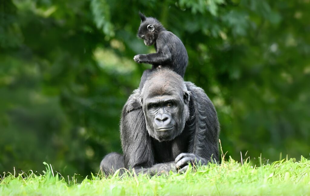 Überraschen Sie Ihre Klassenkameraden mit diesem lustigen Vortrag über Tiere? 