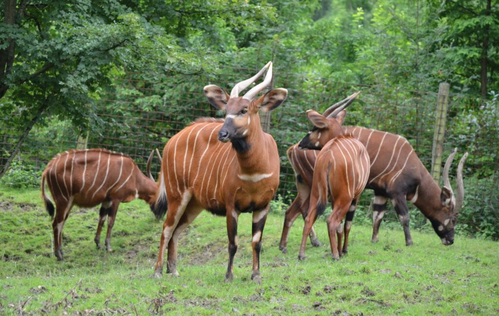Die letzten Östlichen Bongos