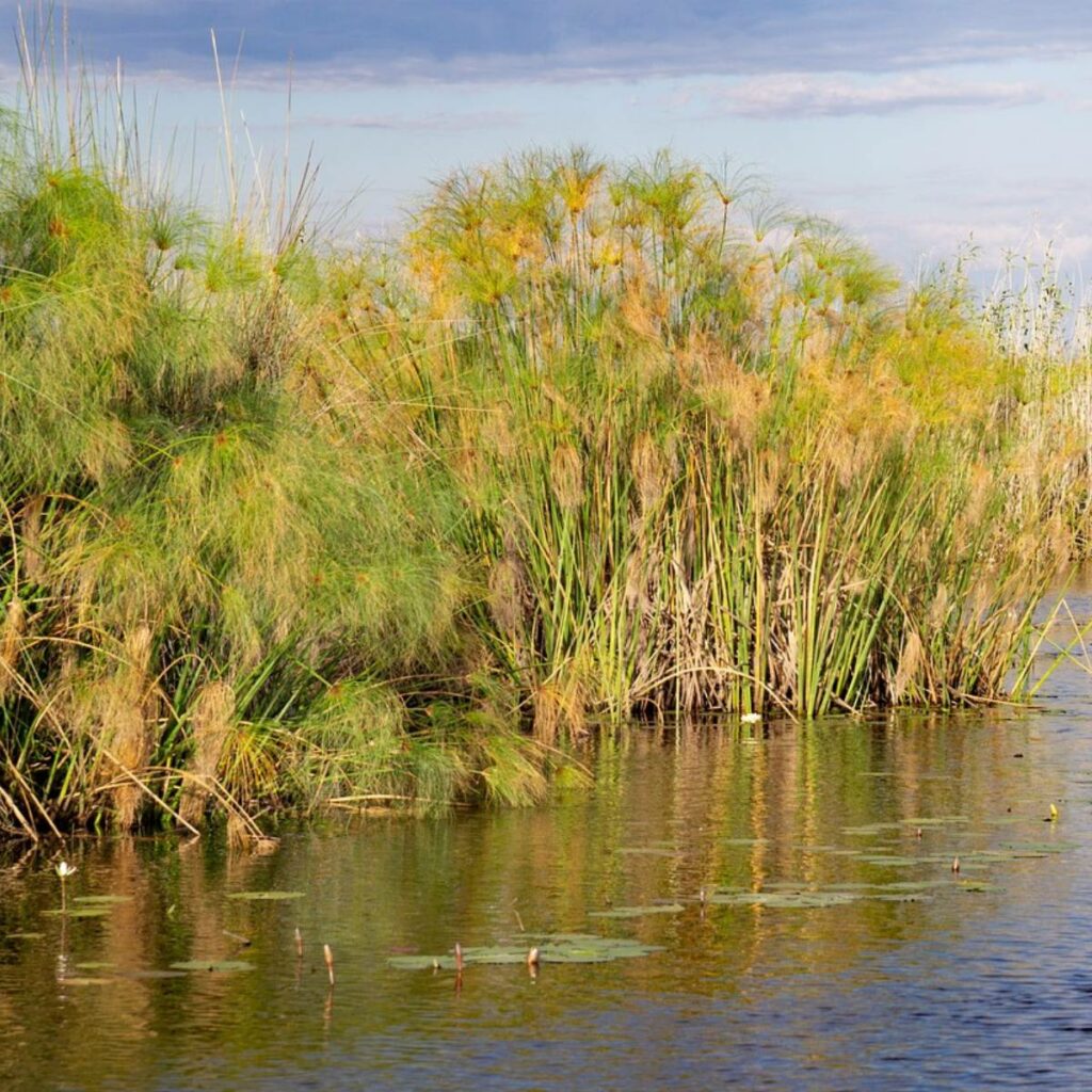 Habitat