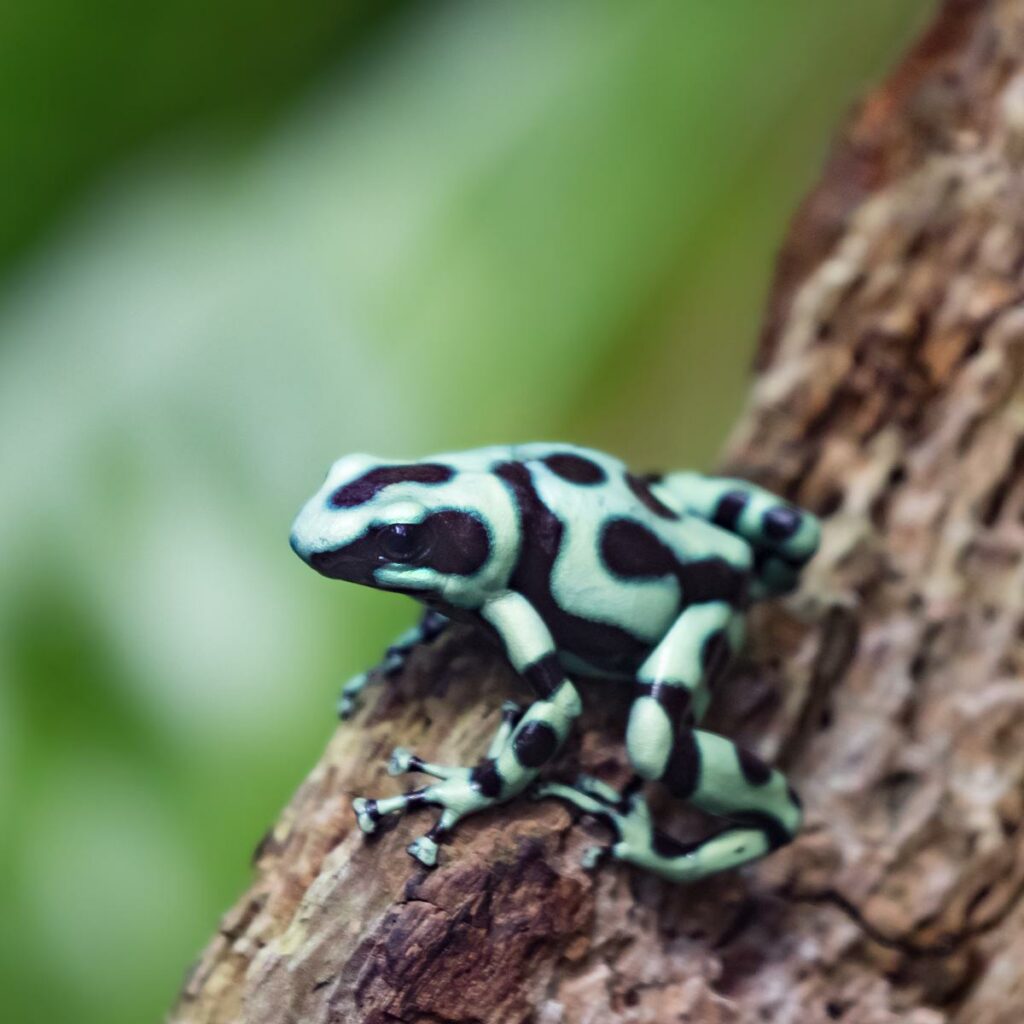 Adoptieren Sie den grün-schwarzen Pfeilgiftfrosch 