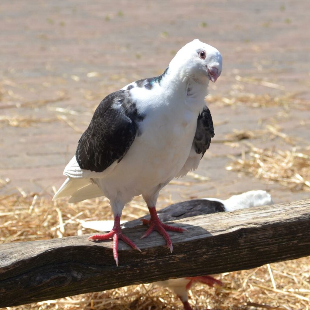 Adopteer het oud Hollands meeuwtje 