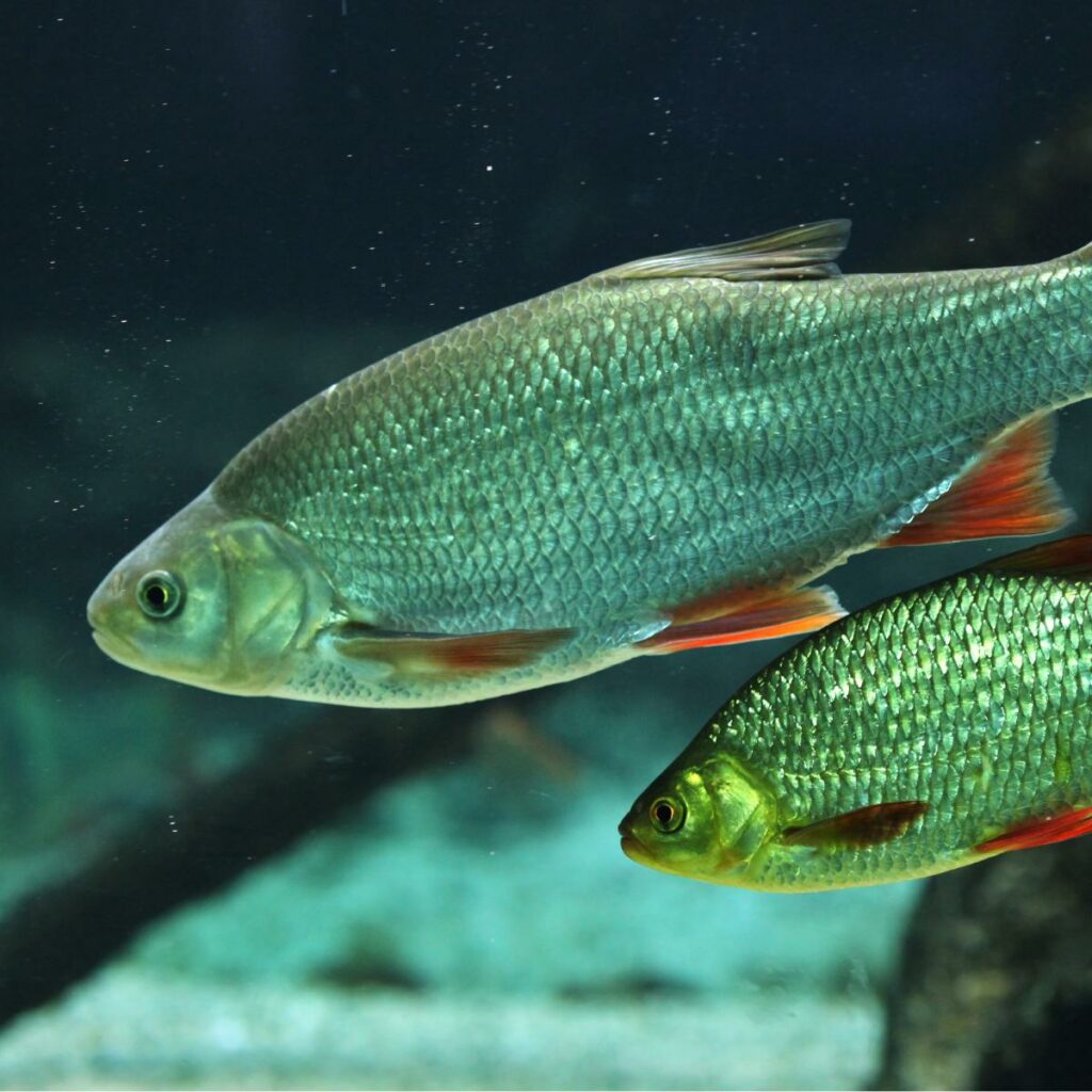 Habitat