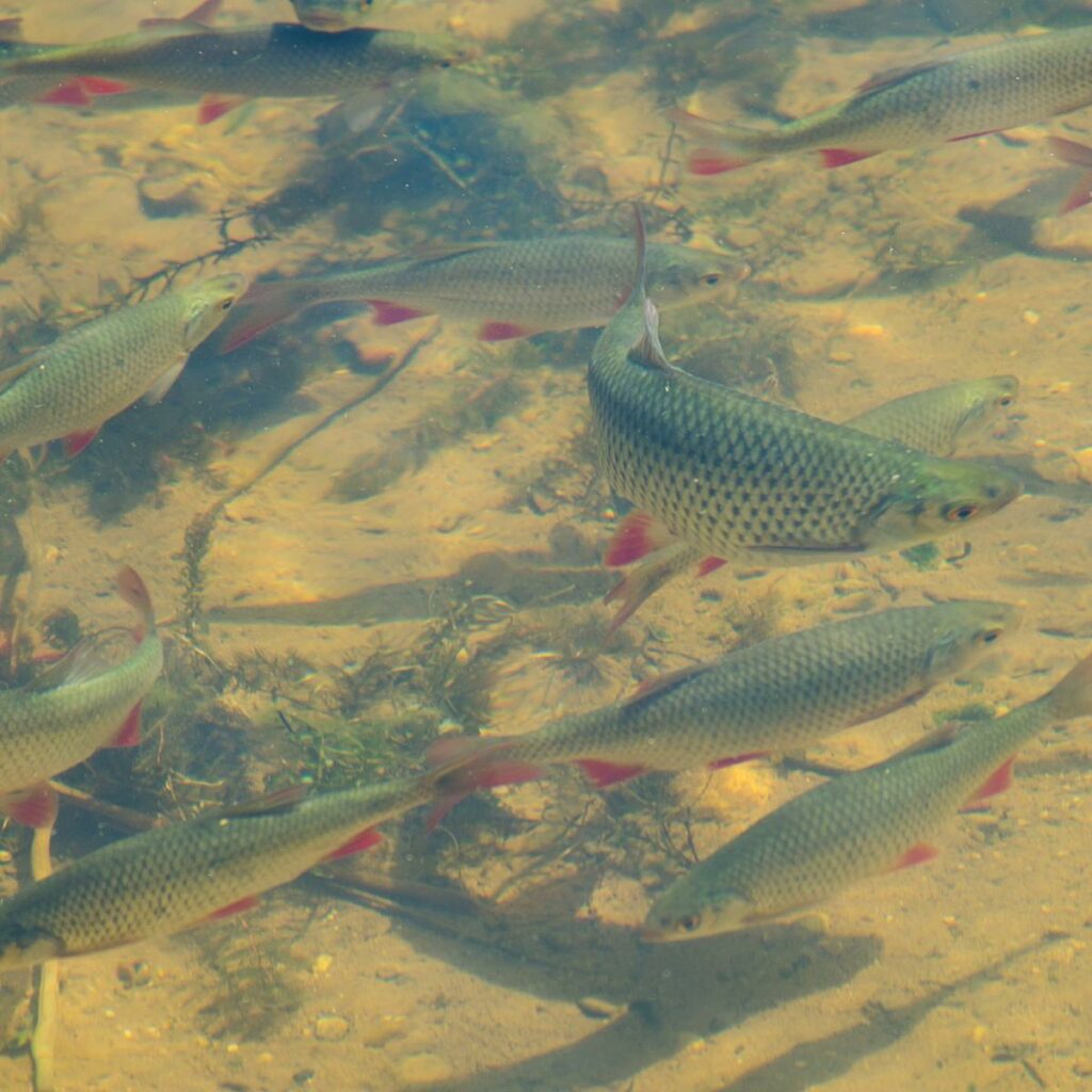 Flaches Wasser