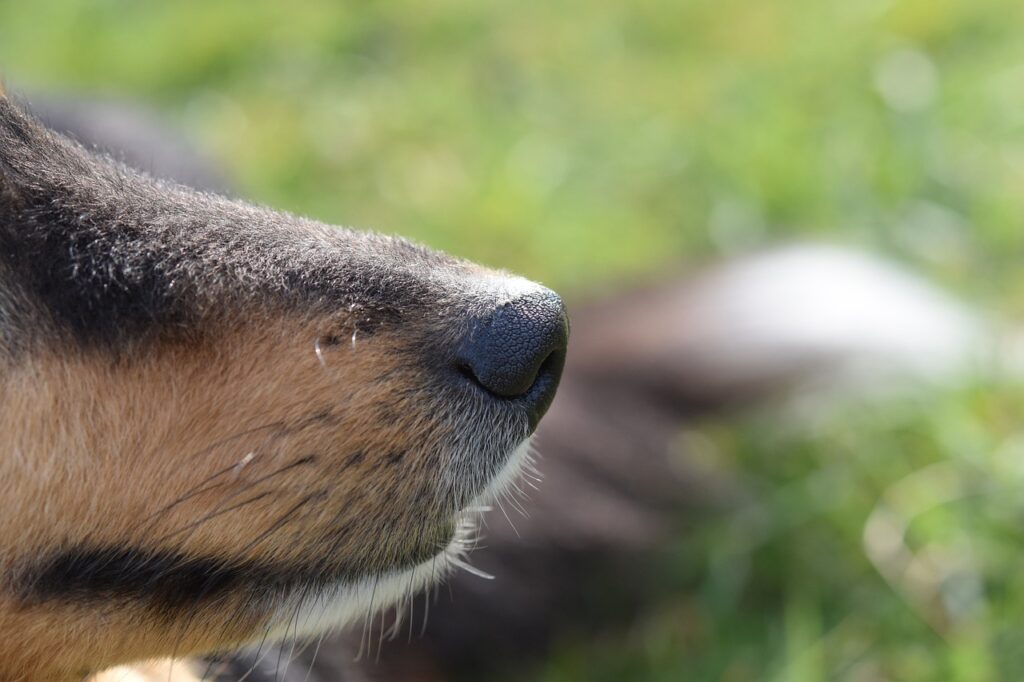 Snuffelen naar kevers