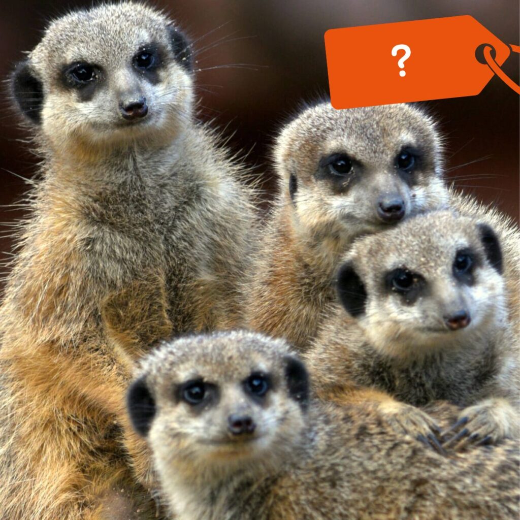 Adoptiepakket op maat 