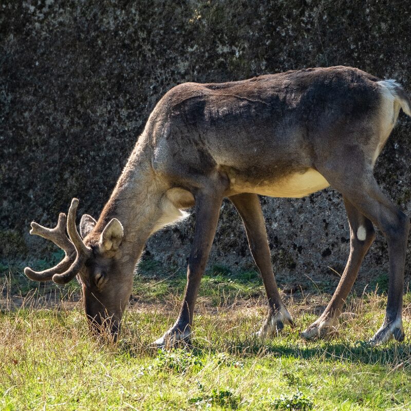 Waldrentieren hinter die Kulissen