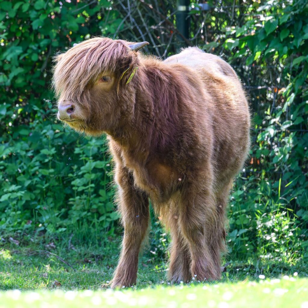 Adopteer de Schotse hooglander 