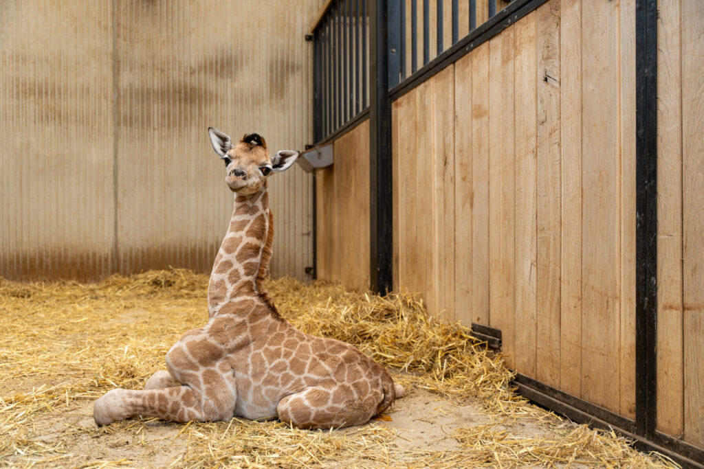 Ook ZOO is het leven