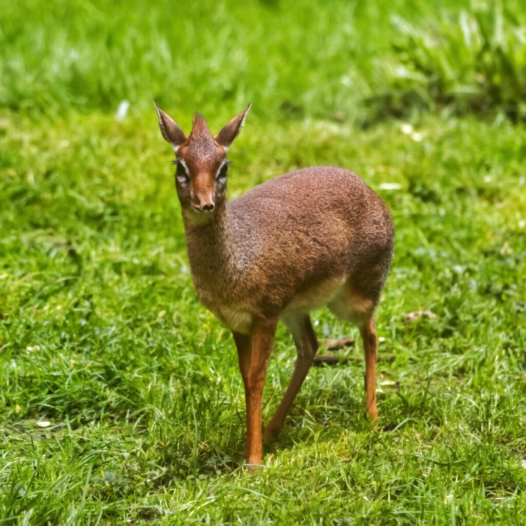 Leefgebied