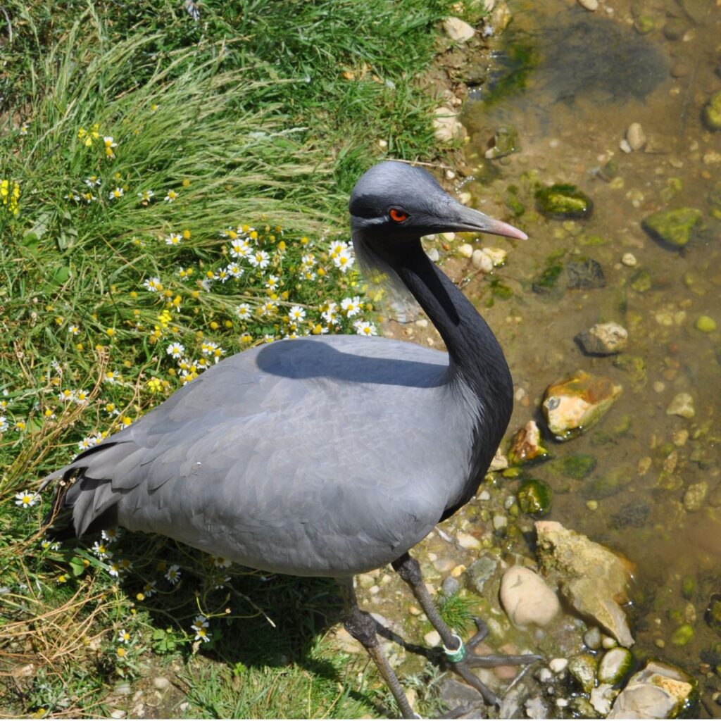 Habitat