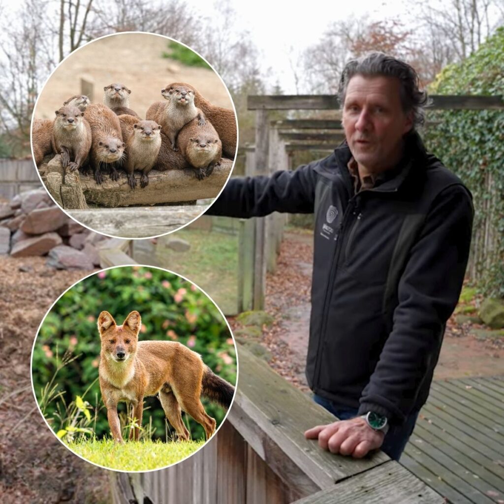 Verblijven van de nieuwe diersoorten