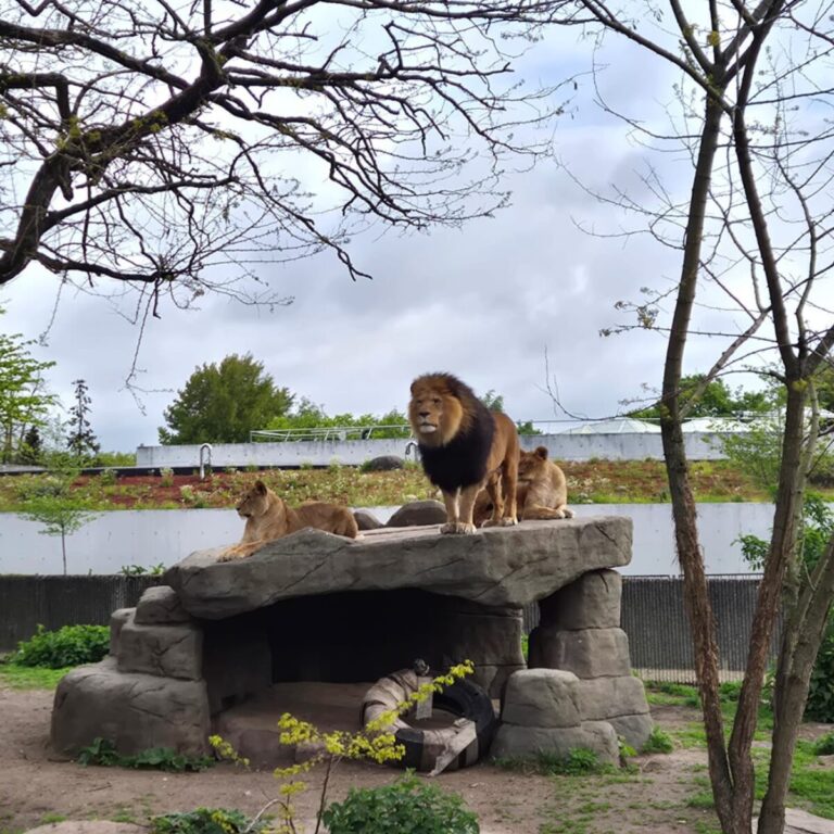 Leeuw in dierentuin Kopenhagen
